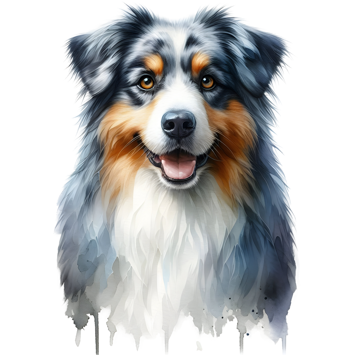 Australian Shepherd